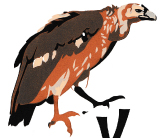 Vulture screenprint by Esther Tyson