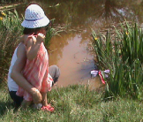 Damselfly Pond life Salford
