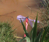Damselfly Pond life Salford